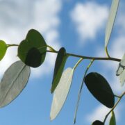 bladeren eucalyptusboom voor vegan dekbed