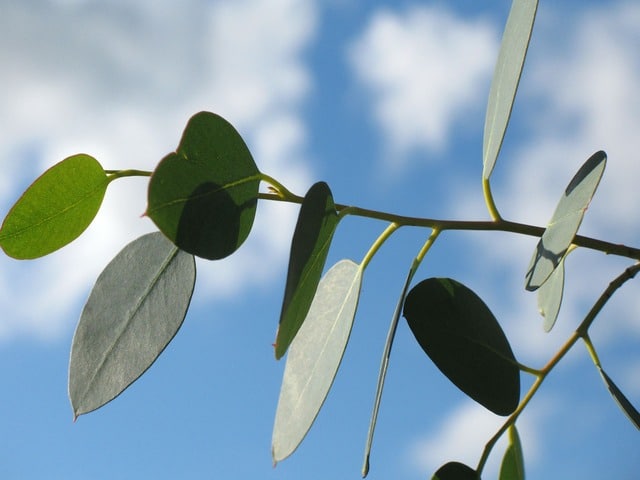 bladeren eucalyptusboom voor vegan dekbed