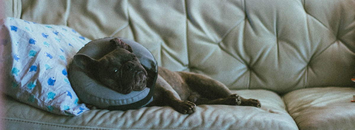 hond-reiskussen