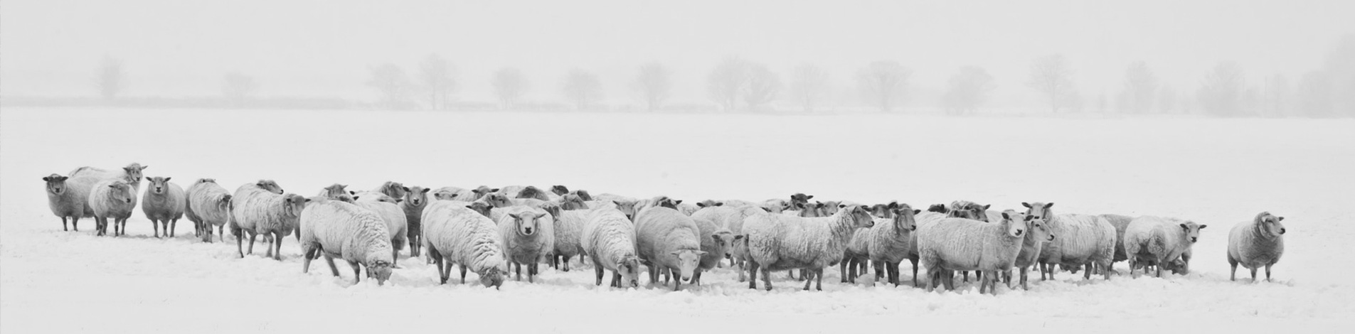 wollen winterdekbed