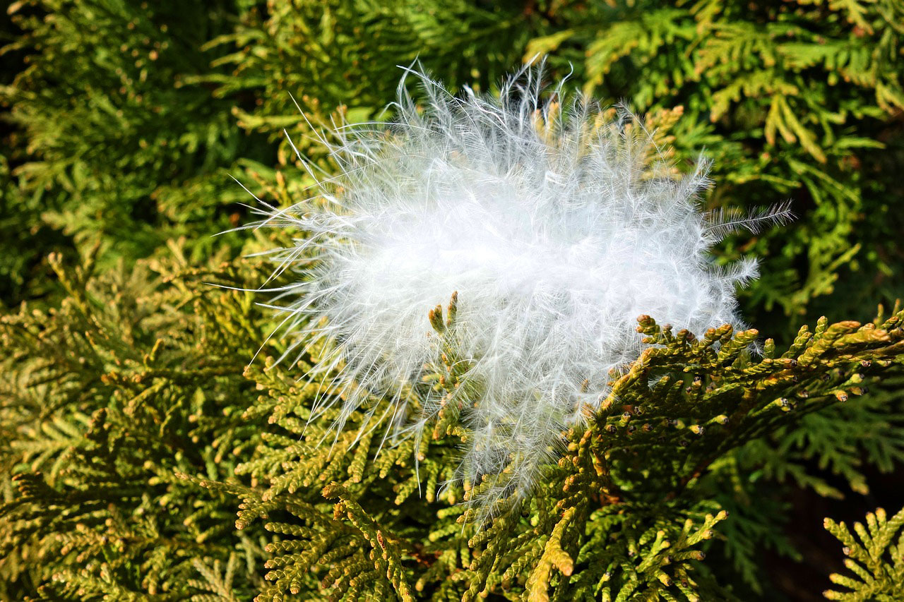 donsvlok natuur donsvlok-natuur