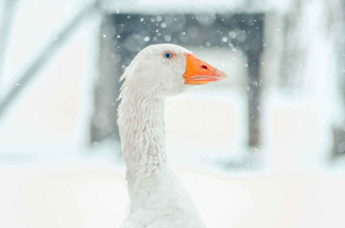 gans hoofd sneeuw gans-hoofd-sneeuw