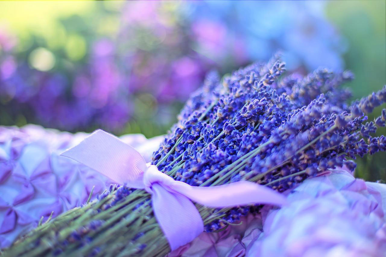 lavenders g7f01ee73b 1280 lavendel