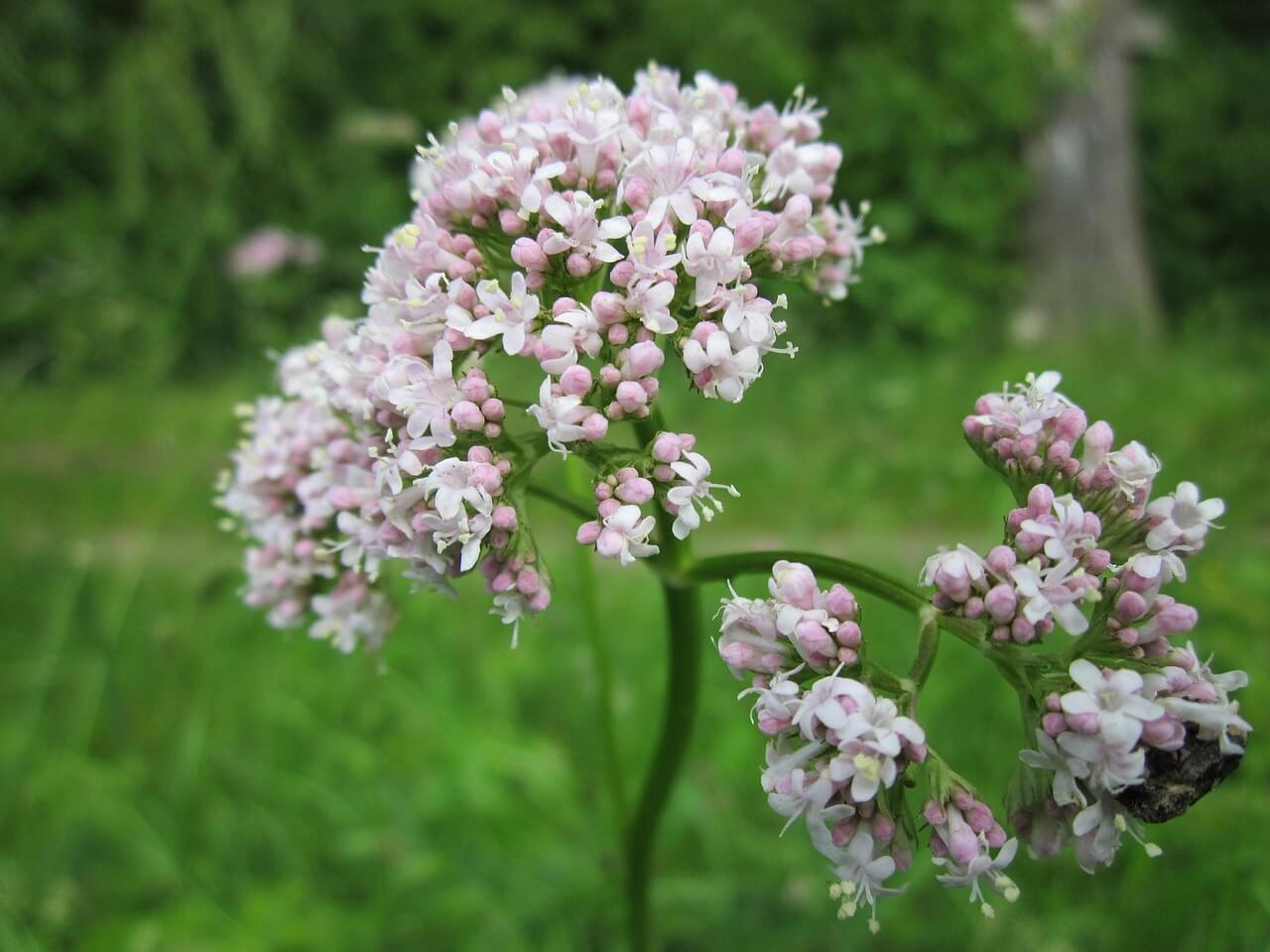valeriaan